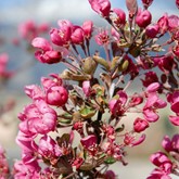Crabapple